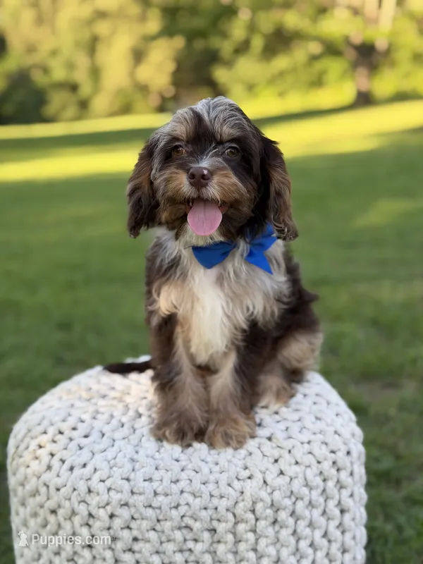 Timber – Cavapoo puppy for sale in Mayfield, KY