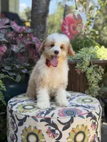 F1B Lincoln, a male Cavapoo for sale in Mayfield, KY – 3 of 10