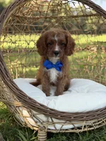 F1 Carter, a male Cavapoo for sale in Mayfield, KY – 8 of 10