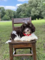 F1B Titan, a male Cavapoo for sale in Mayfield, KY – 1 of 10