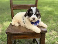 Uncle Sam , a male Miniature Bernedoodle for sale in Mayfield, KY – 10 of 10