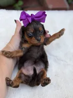 Purple bow, a female Cavapoo for sale in Mayfield, KY – 9 of 10