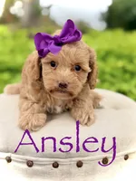 Ansley, a female Cavapoo for sale in Mayfield, KY – 1 of 5