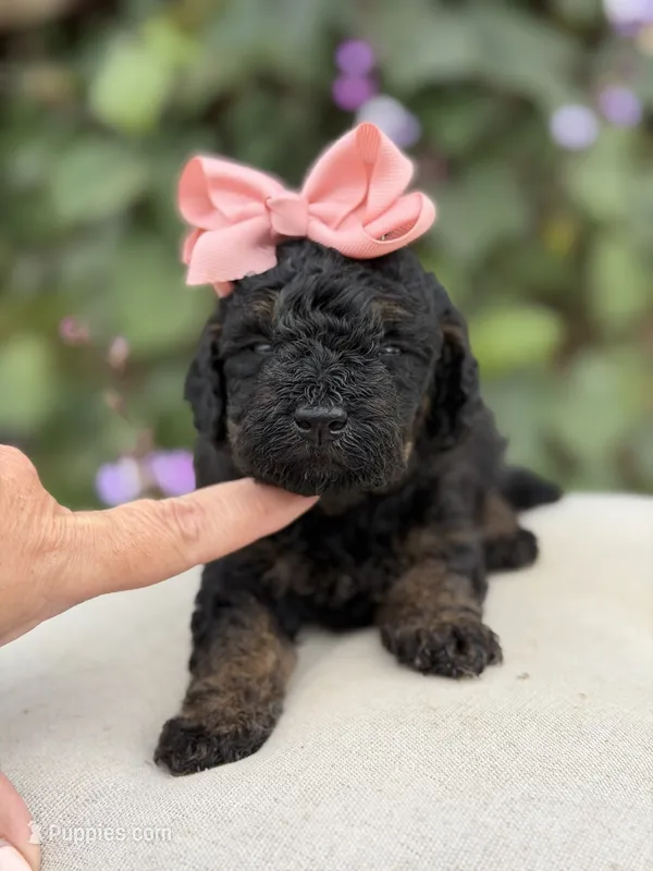 Jenny – Miniature Bernedoodle puppy for sale in Mayfield, KY