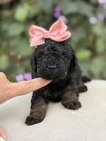 Jenny, a female Miniature Bernedoodle for sale in Mayfield, KY – 1 of 6