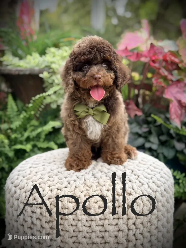 Apollo – Cavapoo puppy for sale in Mayfield, KY
