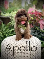 Apollo, a male Cavapoo for sale in Mayfield, KY – 1 of 10