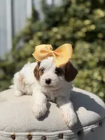 Daisy, a female Cavapoo for sale in Mayfield, KY – 9 of 10