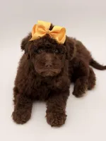 Claire, a female Bernedoodle for sale in Mayfield, KY – Photo 9 of 10