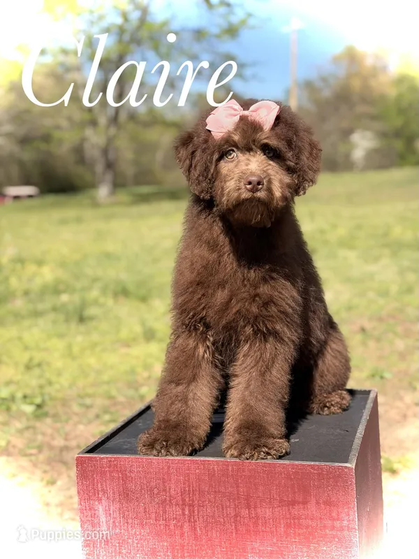 Claire – Bernedoodle puppy for sale in Mayfield, KY