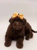 Claire, a female Bernedoodle for sale in Mayfield, KY – Photo 7 of 10