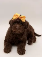 Claire, a female Bernedoodle for sale in Mayfield, KY – Photo 4 of 10