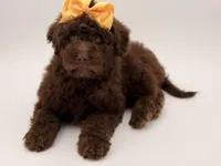 Claire, a female Bernedoodle for sale in Mayfield, KY – Photo 8 of 10