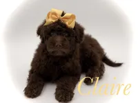 Claire, a female Bernedoodle for sale in Mayfield, KY – Photo 1 of 10