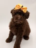 Claire, a female Bernedoodle for sale in Mayfield, KY – Photo 5 of 10