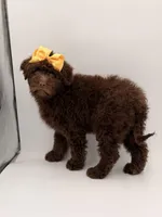 Claire, a female Bernedoodle for sale in Mayfield, KY – Photo 10 of 10