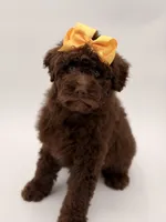 Claire, a female Bernedoodle for sale in Mayfield, KY – Photo 2 of 10