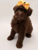 Claire, a female Bernedoodle for sale in Mayfield, KY – Photo 3 of 10