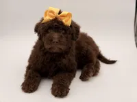 Claire, a female Bernedoodle for sale in Mayfield, KY – Photo 6 of 10