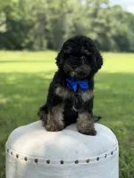 Leo, a male Cavapoo for sale in Mayfield, KY – 8 of 10