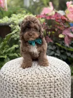 Andy, a male Cavapoo for sale in Mayfield, KY – 4 of 10