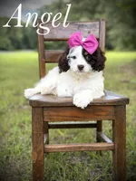 F1 Angel , a female Cavapoo for sale in Mayfield, KY – 9 of 10