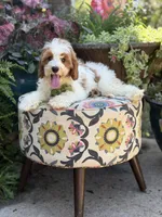 F1B Landon, a male Cavapoo for sale in Mayfield, KY – 9 of 10