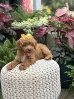 Patty, a female Miniature Goldendoodle for sale in Mayfield, KY – 10 of 10