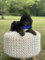 Bentley, a male Miniature Goldendoodle for sale in Mayfield, KY – 4 of 10