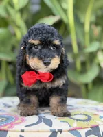 Evan, a male Miniature Bernedoodle for sale in Mayfield, KY – 2 of 10