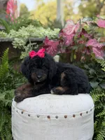 F1B Bridget, a female Bernedoodle for sale in Mayfield, KY – 9 of 9