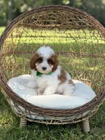 F1B Colton, a male Cavapoo for sale in Mayfield, KY – 7 of 10