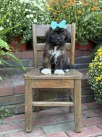 Tally, a female Shihpoo for sale in Mayfield, KY – 2 of 10