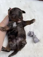Gray bow, a male Miniature Bernedoodle for sale in Mayfield, KY – 3 of 8