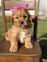 Ella, a female Cavapoo for sale in Mayfield, KY – Photo 2 of 6