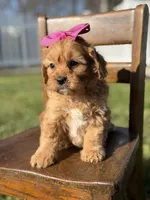 Ella, a female Cavapoo for sale in Mayfield, KY – Photo 6 of 6