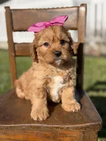 Ella, a female Cavapoo for sale in Mayfield, KY – Photo 3 of 6