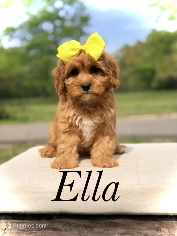 Ella – Cavapoo puppy for sale in Mayfield, KY
