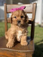 Ella, a female Cavapoo for sale in Mayfield, KY – Photo 4 of 6
