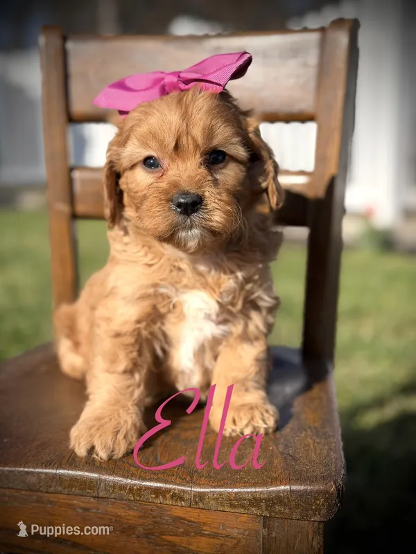 Ella – Cavapoo puppy for sale in Mayfield, KY