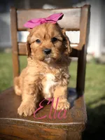 Ella, a female Cavapoo for sale in Mayfield, KY – Photo 1 of 6