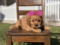 Ella, a female Cavapoo for sale in Mayfield, KY – Photo 5 of 6