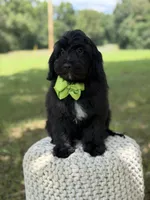 Mario, a male Miniature Goldendoodle for sale in Mayfield, KY – 2 of 10