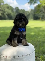 Leo, a male Cavapoo for sale in Mayfield, KY – 4 of 10