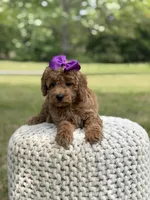 Blanche, a female Miniature Goldendoodle for sale in Mayfield, KY – 7 of 10