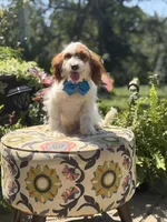 Denim, a male Cavapoo for sale in Mayfield, KY – 9 of 10