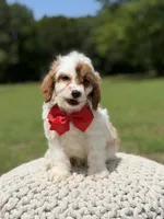 Denim, a male Cavapoo for sale in Mayfield, KY – 1 of 6