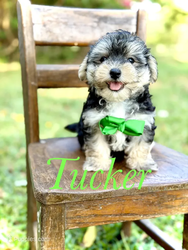 F1B Tucker – Maltipoo puppy for sale in Mayfield, KY