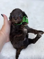 Green bow, a male Cavapoo for sale in Mayfield, KY – 8 of 10