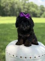 F1 Ashlyn, a female Cavapoo for sale in Mayfield, KY – 7 of 10